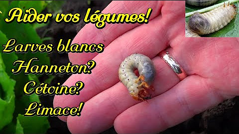 Fight Asian Hornets: Effective Natural Solutions & Traps